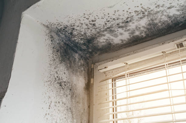 Affordable Crawl Space Mold Removal solutions in Highlands, NJ
